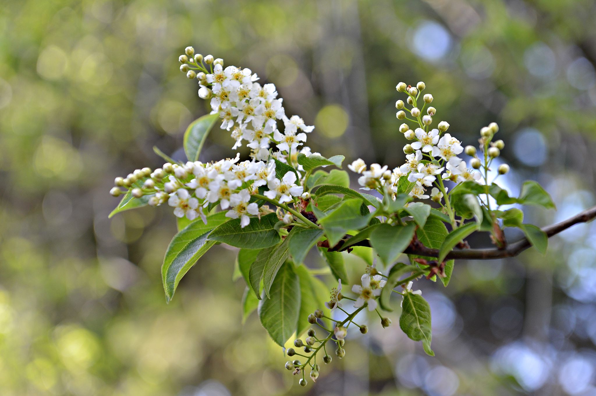 The Mayday is blooming IN APRIL