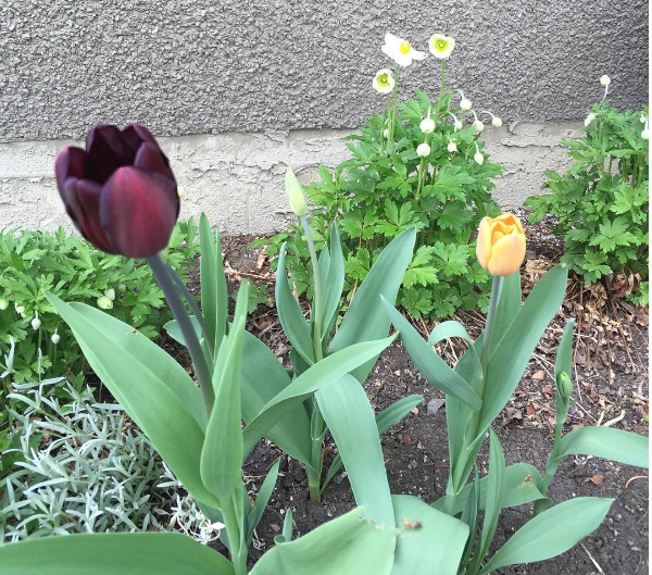 tulips3