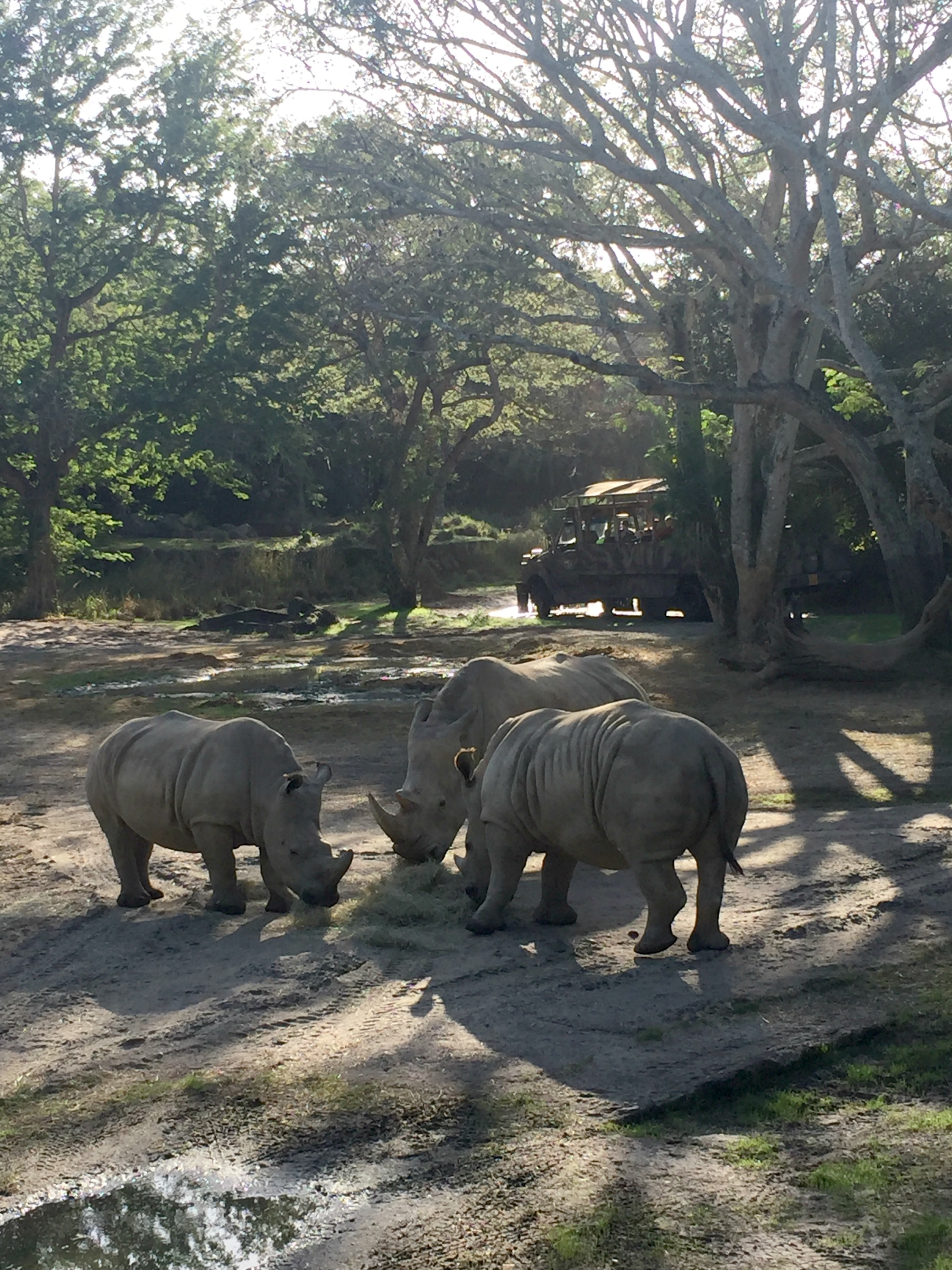 Disney’s Animal Kingdom, or “What’s a Yeti?”