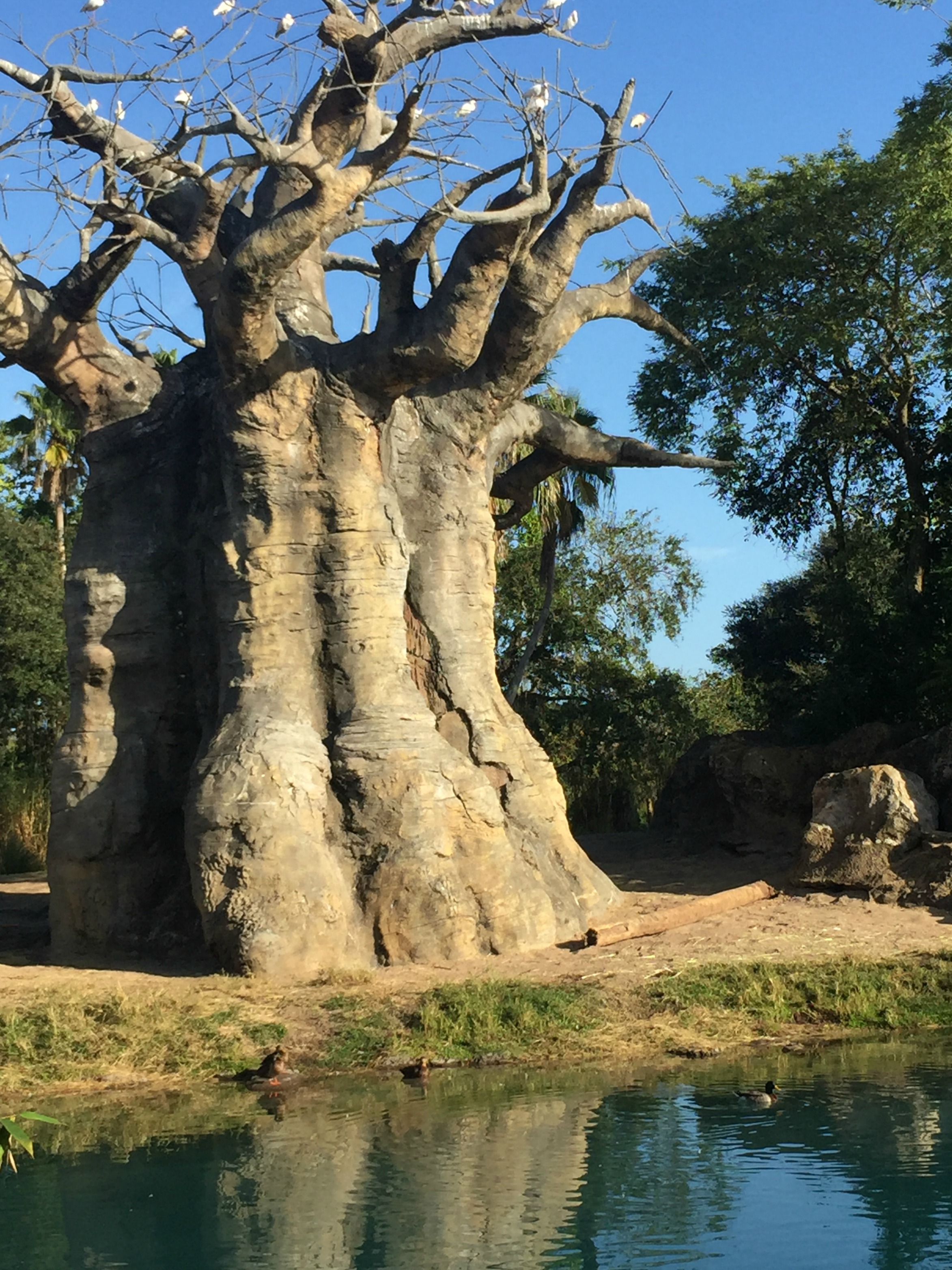 upside-down-tree